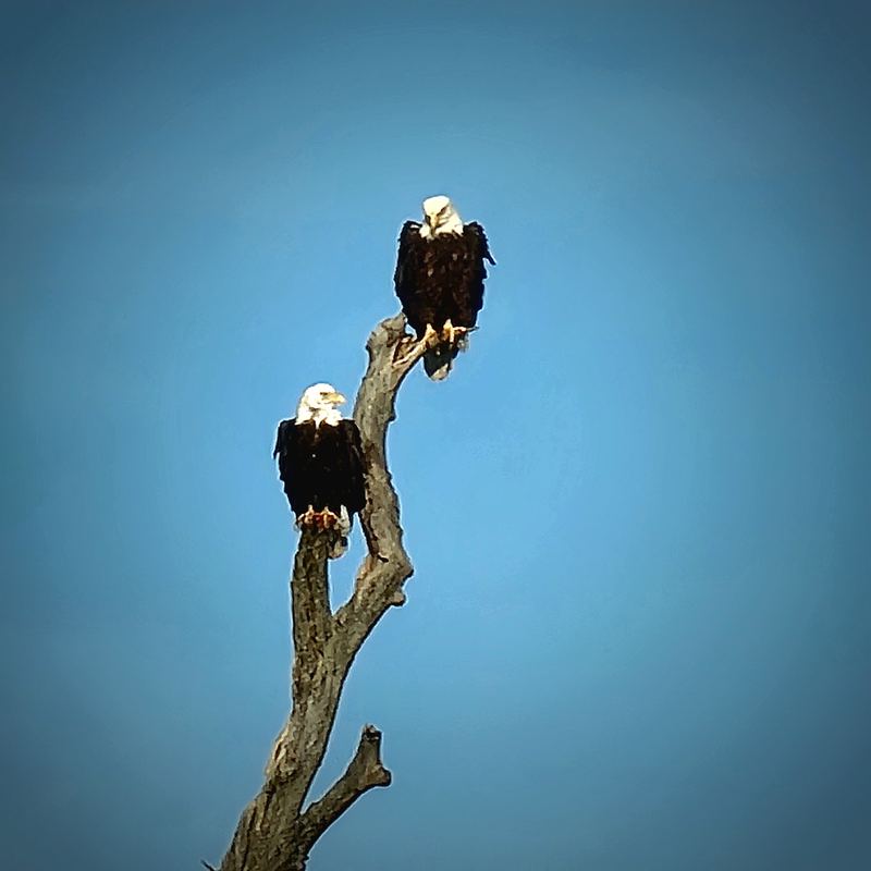 Bald eagles overlooking the cemetery grounds